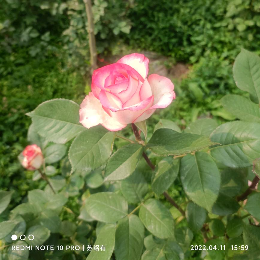 🍁最后的倔犟🌾