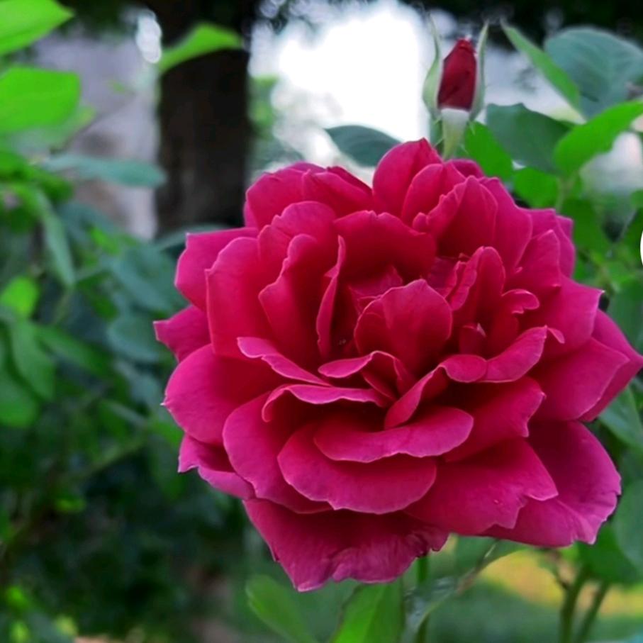 @飘零燕【拒绝私聊】