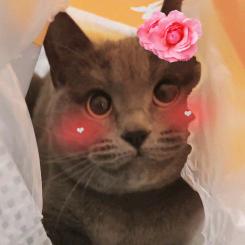 喵星村花🌸