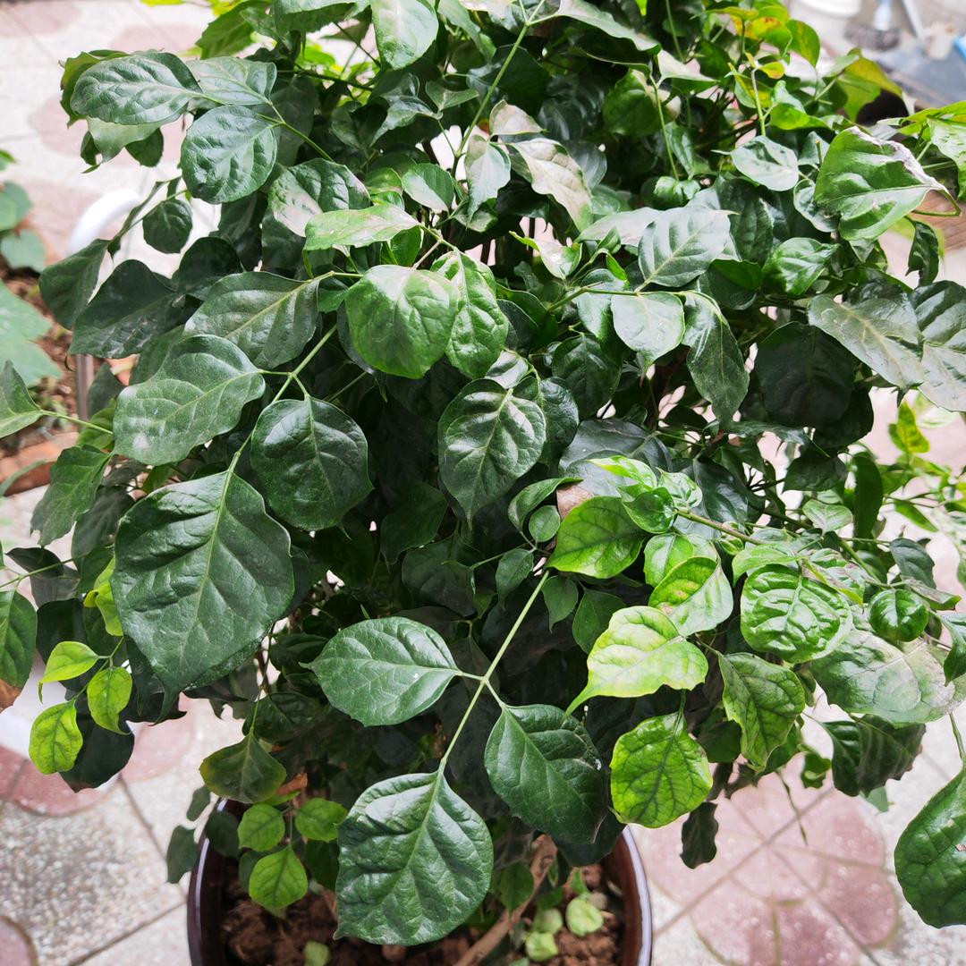 @  🍀彦🍃文 ✨