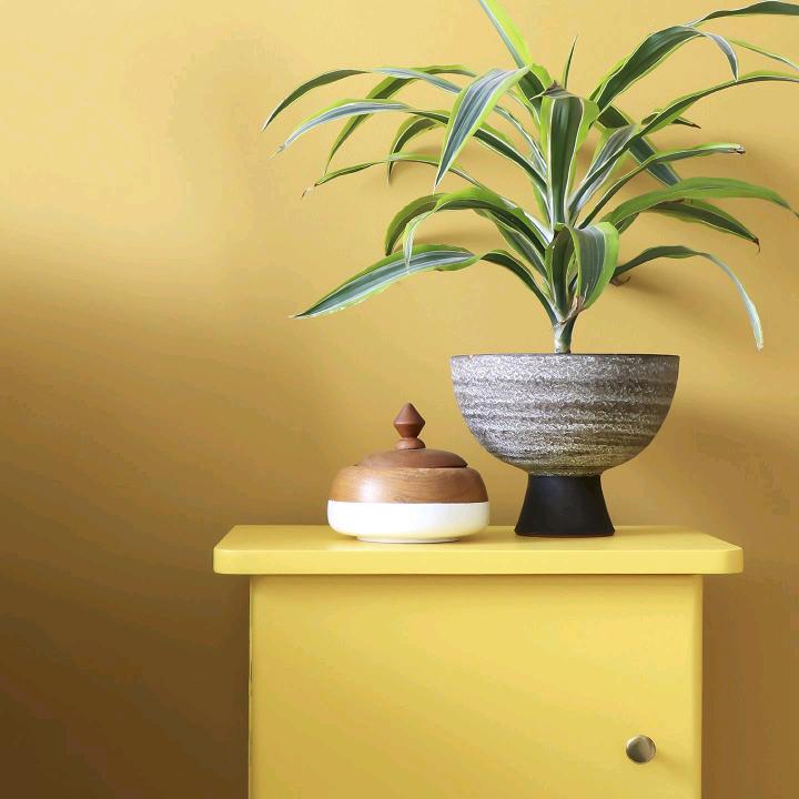 游泳的鱼