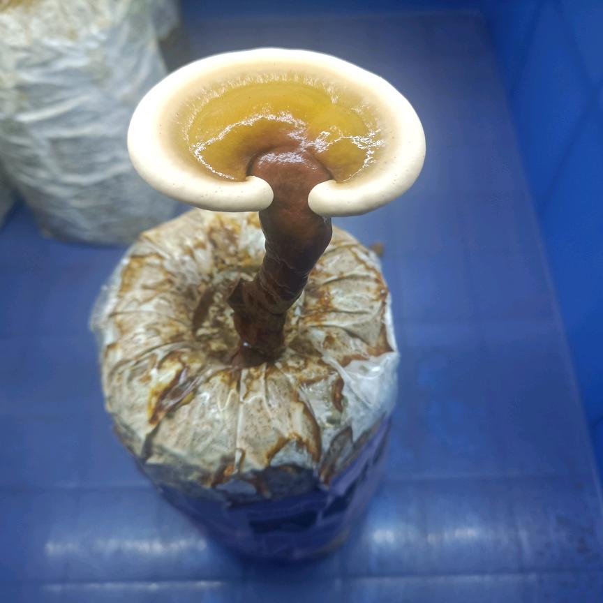 蕈小哥