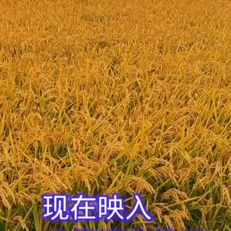 勇哥的直播水稻