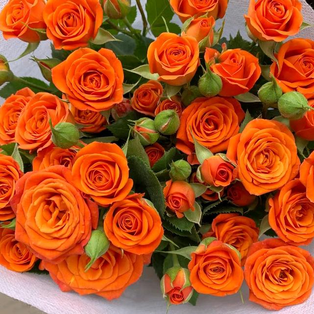 云南昆明鲜花基地直发