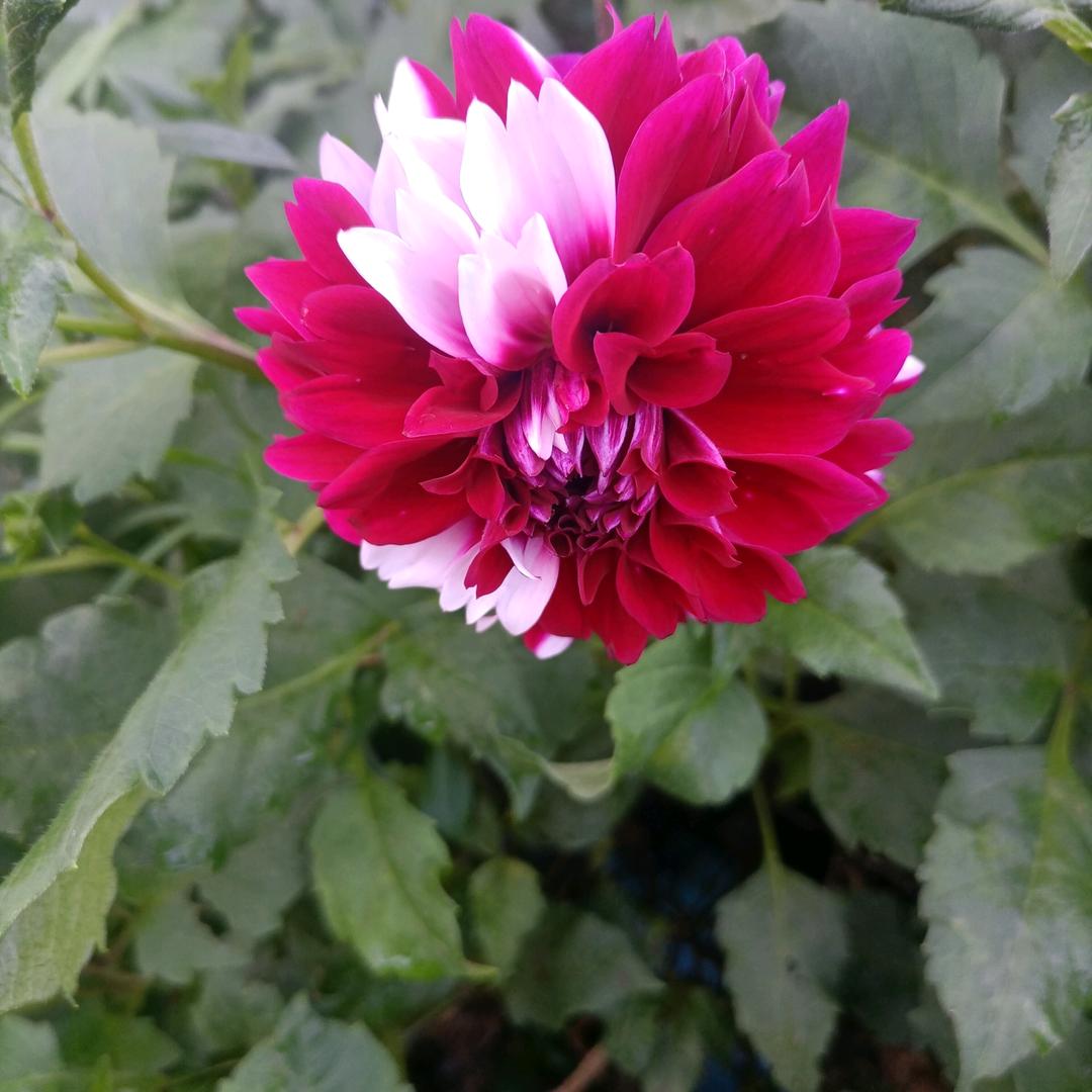 我是你的开心果