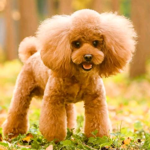 会飞的鱼会飞的鱼