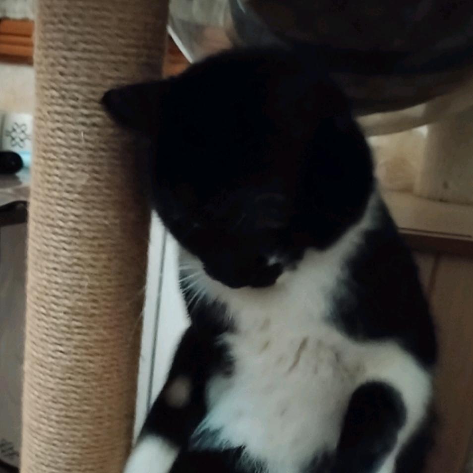 十堰柠檬黄猫姐