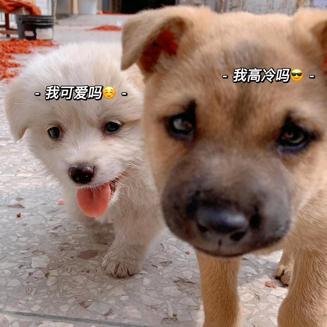 吴