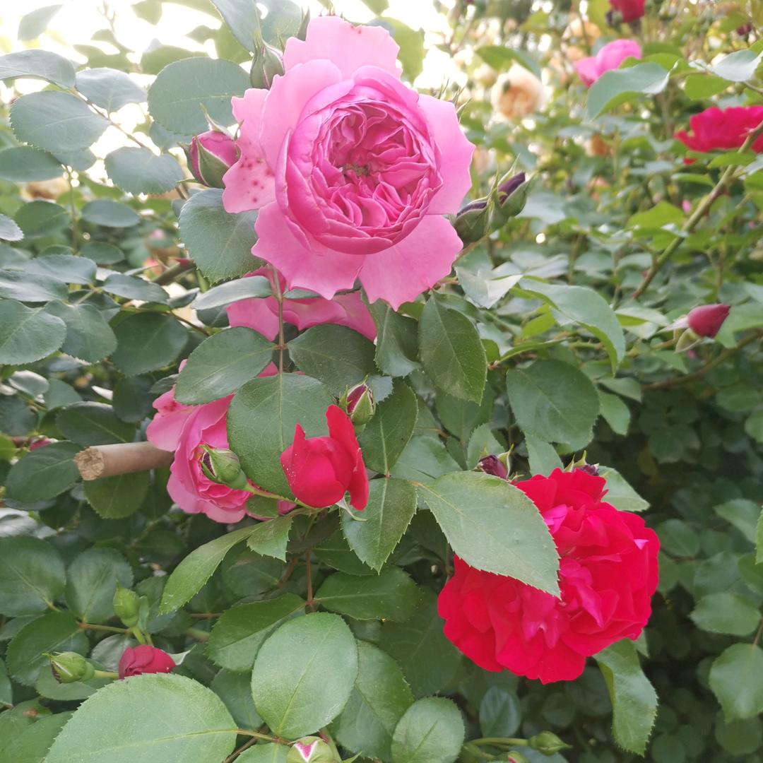 梦恋🌹蝶花