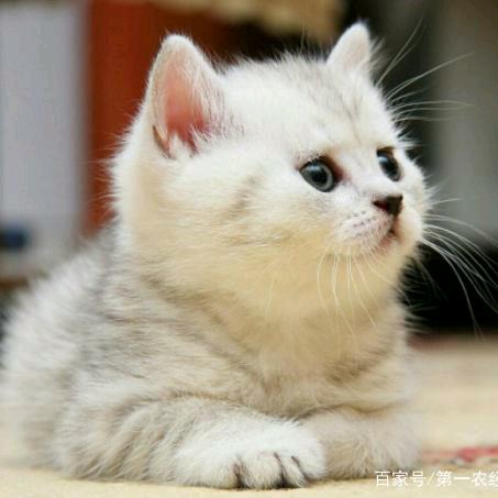 三清的猫