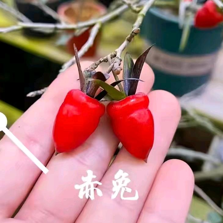 小笼包金弹子