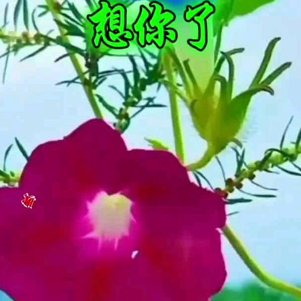 浪浪哥