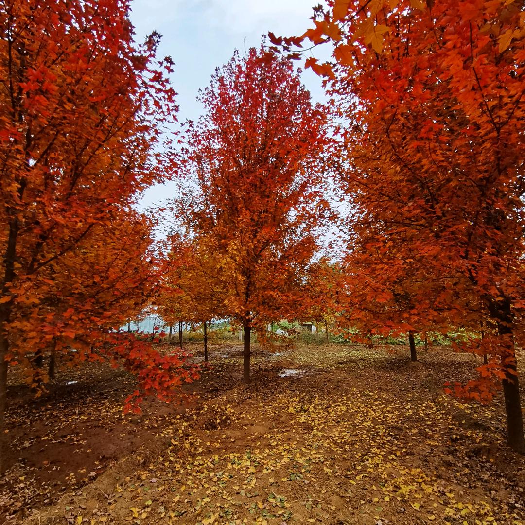山东宏伟银杏美枫园林有限公司