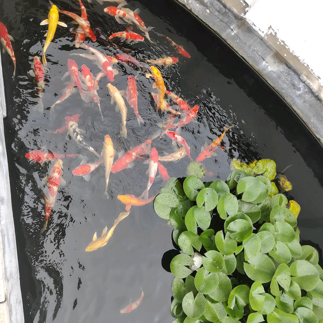 随缘