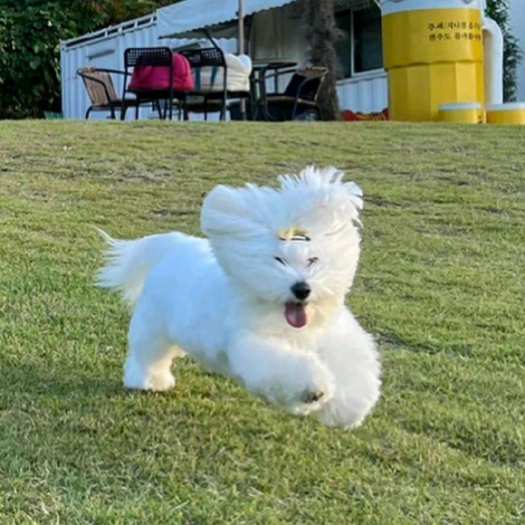 企鹅不会滑铲（见过珉奎版）