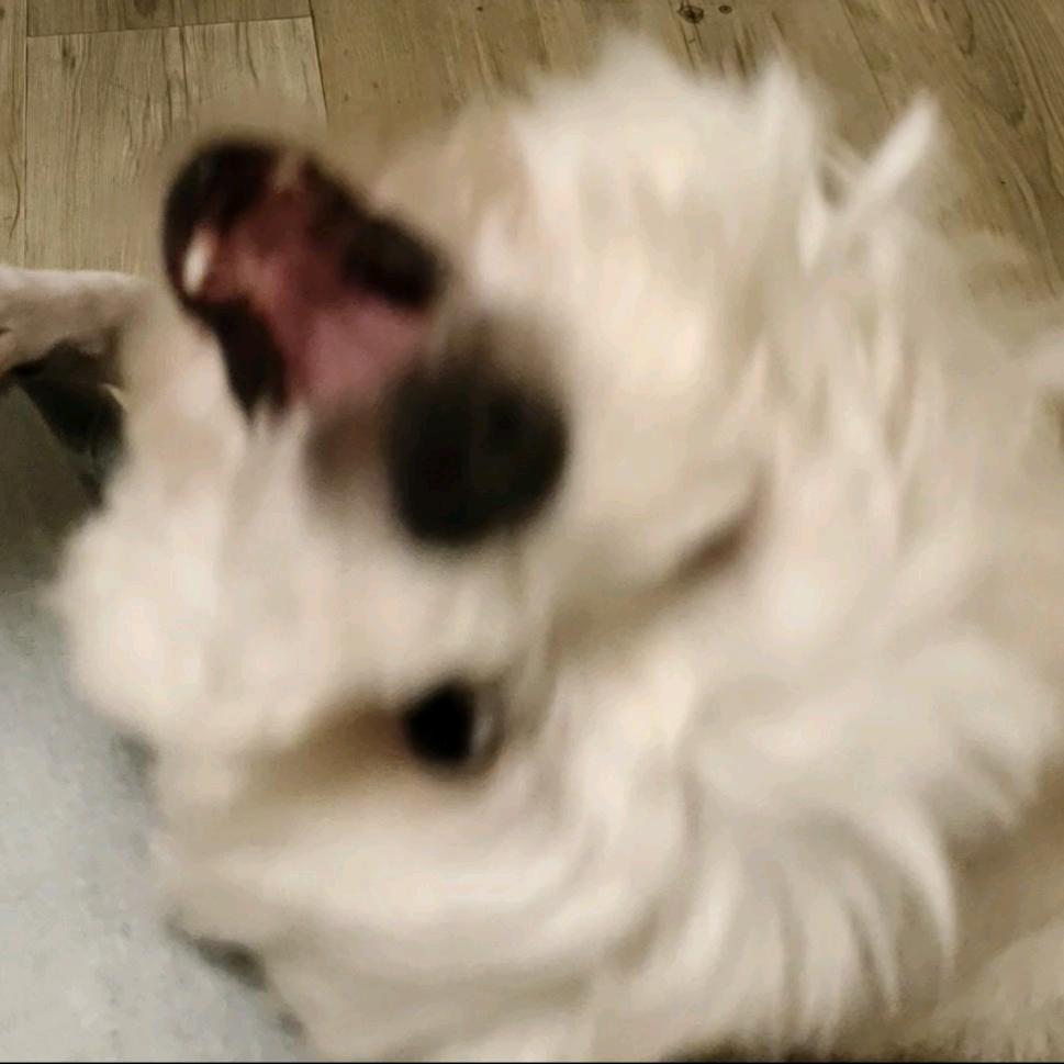 阿巴阿巴