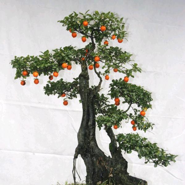 都江堰市舒妹园艺场