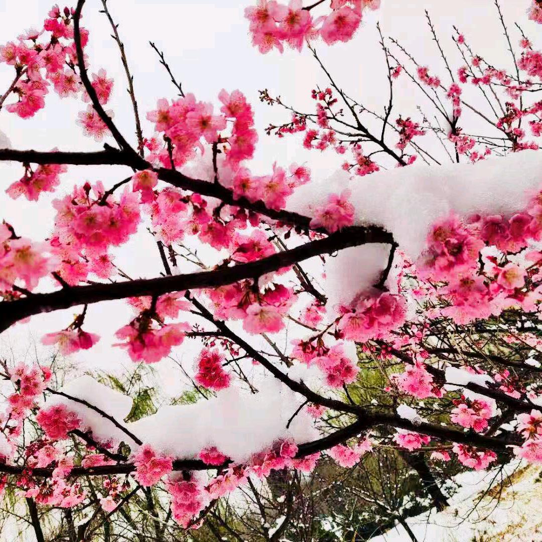 🌹🌹李所🍒当然💱