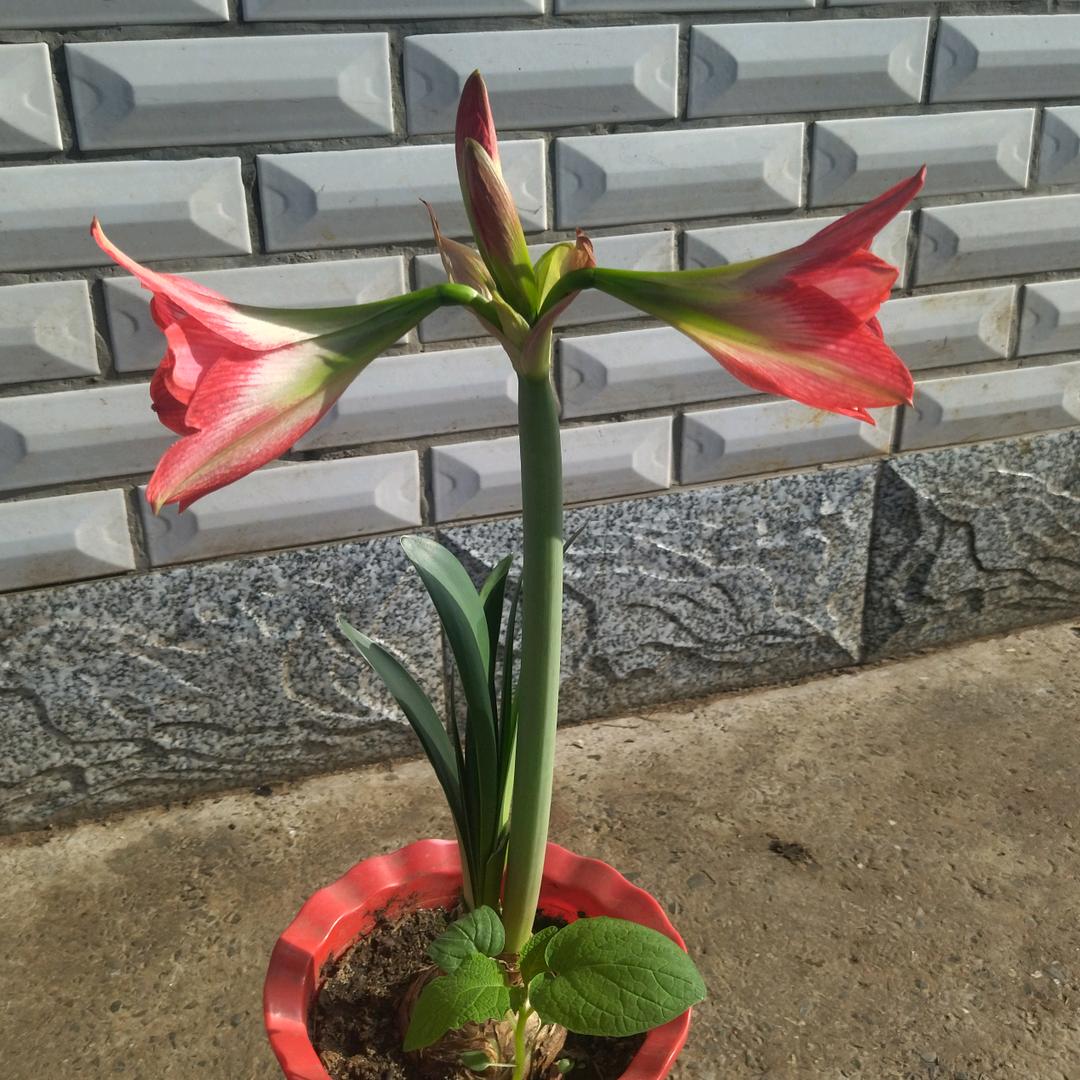 平安立娟