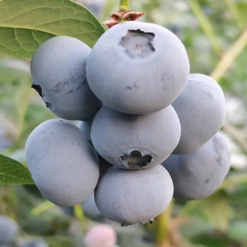 威海、长学山蓝莓