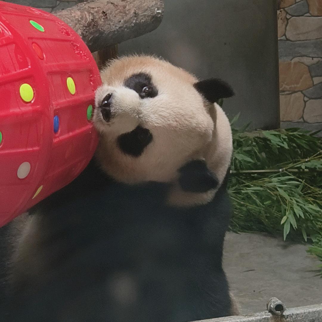 语晨yuchen-