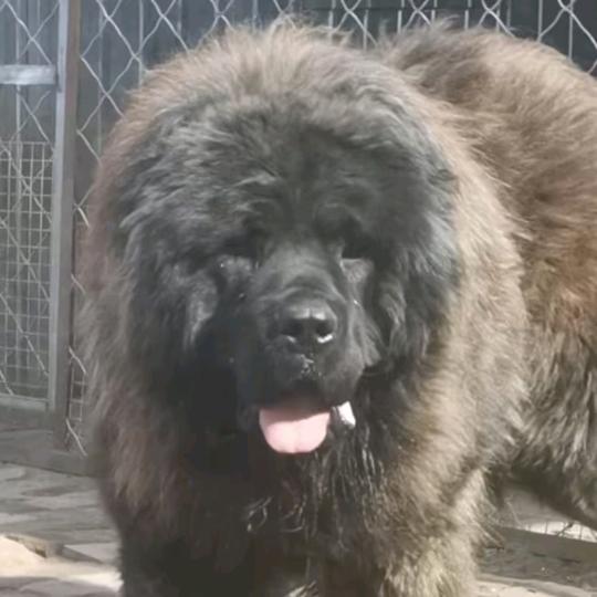 我家有很大的狗🐶🐶🐶头像