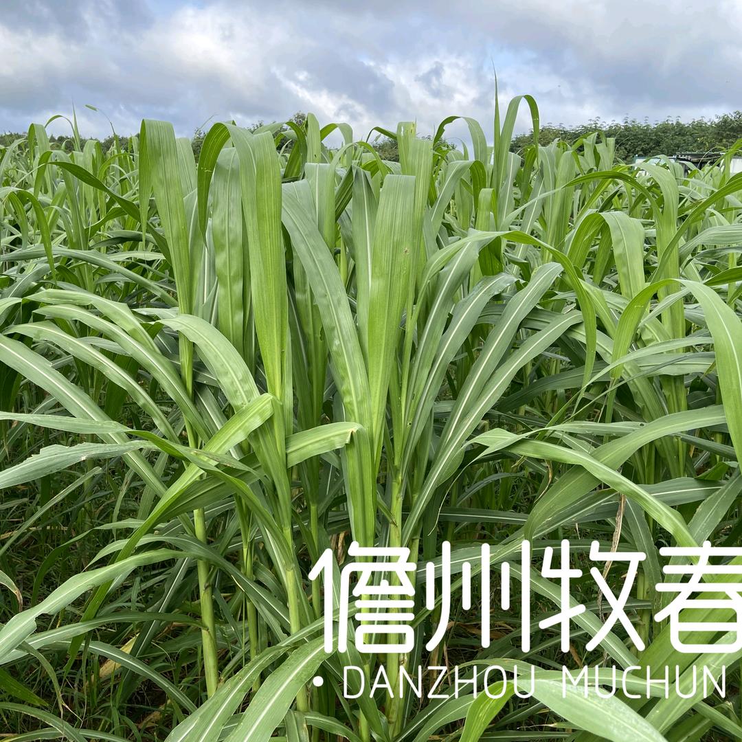 菌草第六人