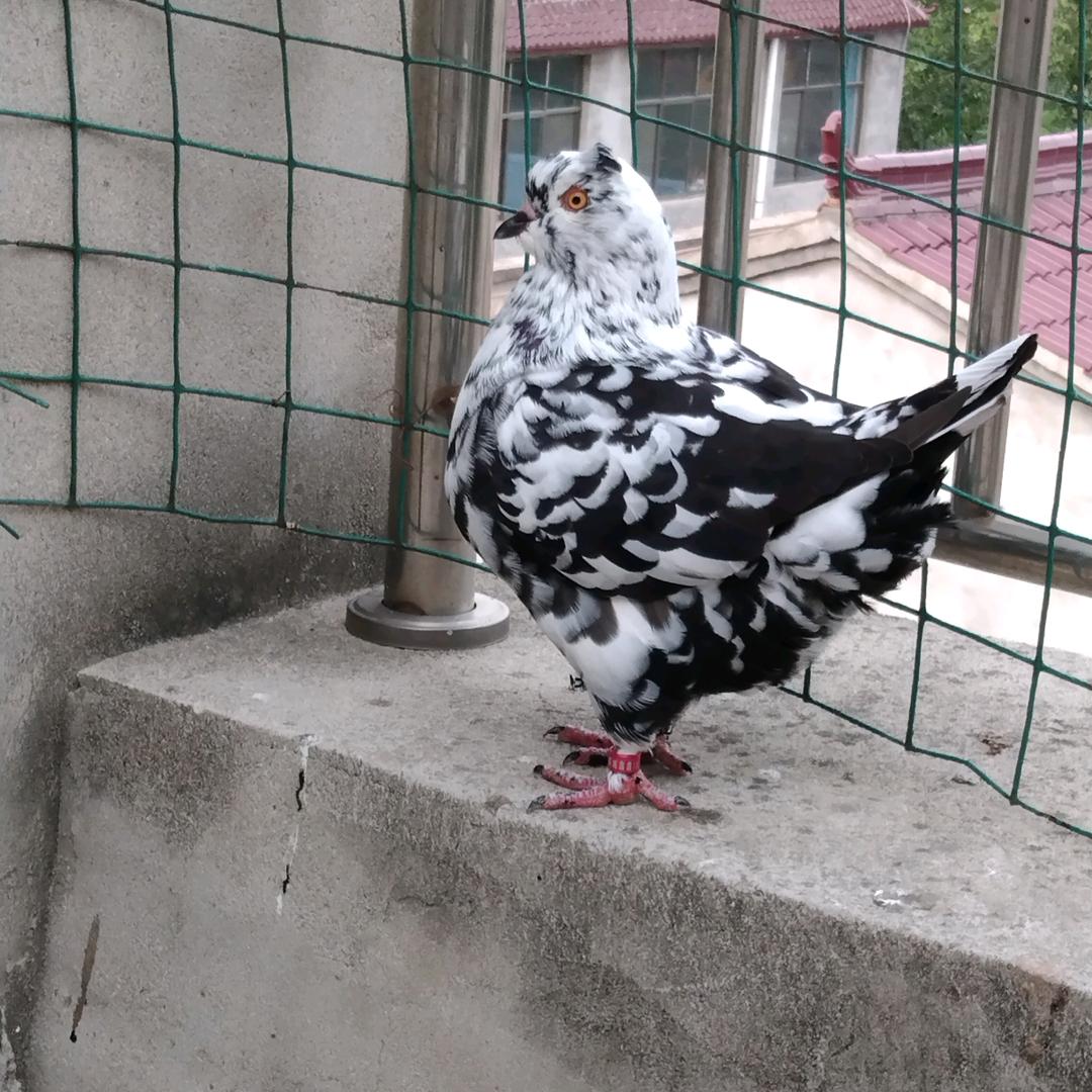 欢乐四级