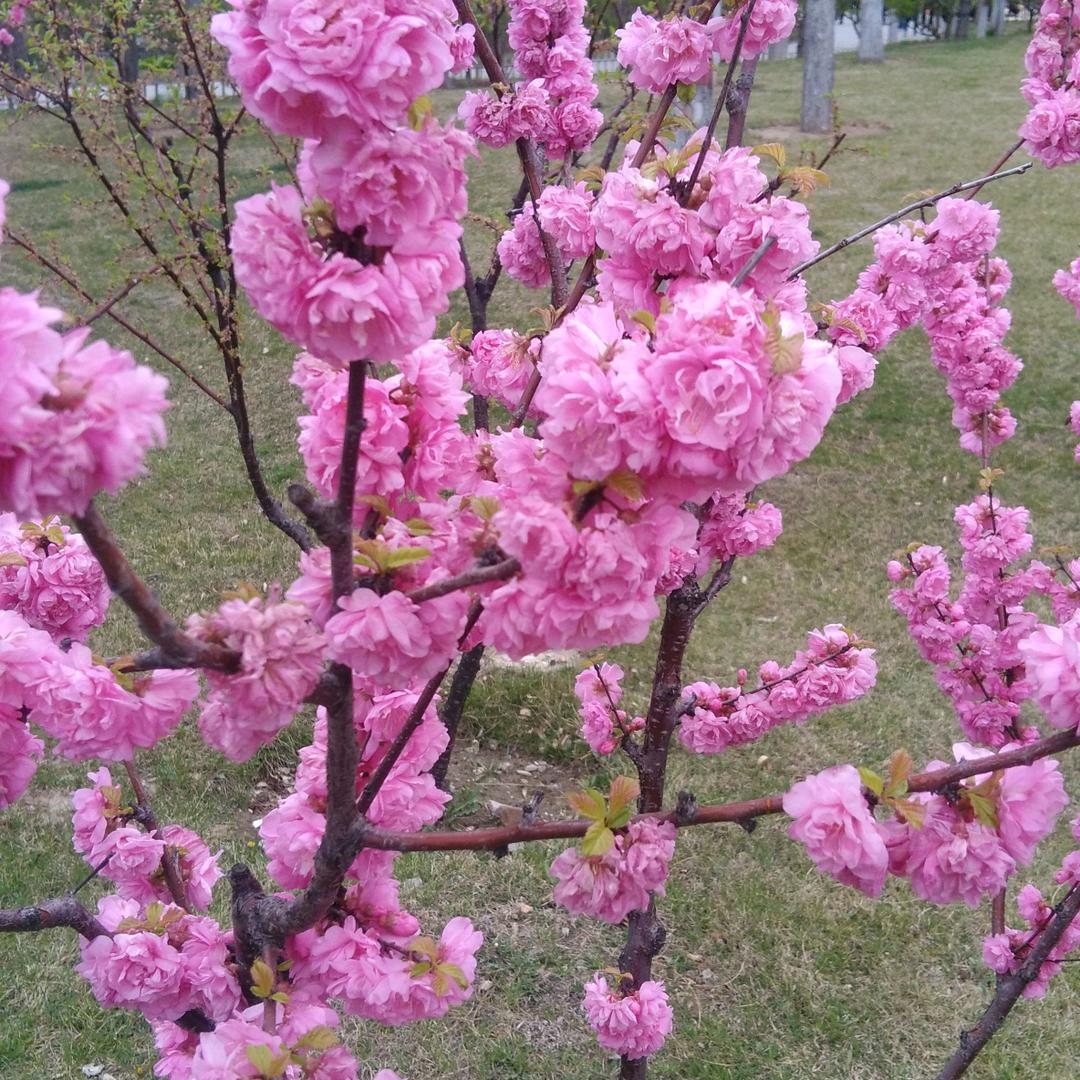 晋红