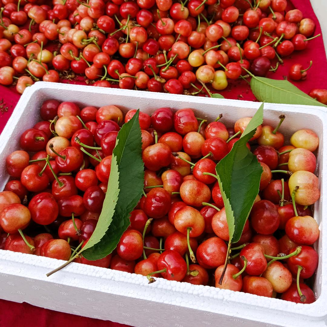 🍒香香妮（溢福源大樱桃采摘）