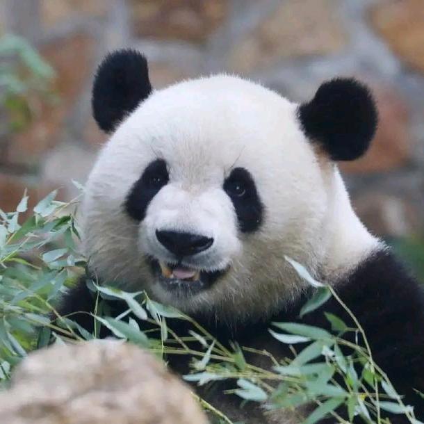 是萌萌呀