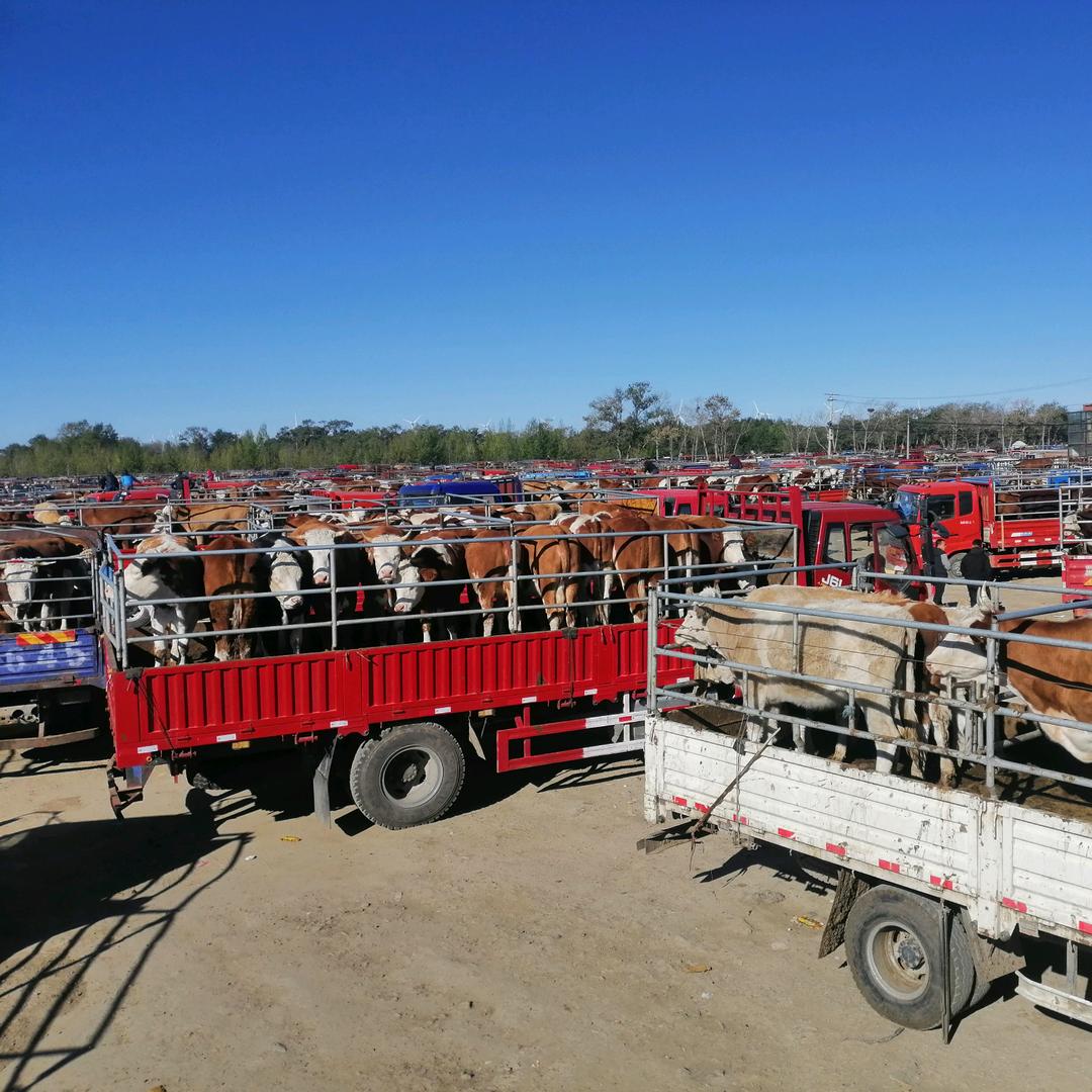 华北万头牛源产地