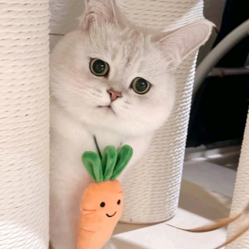 酒酿小鱼干儿🐟/🐟