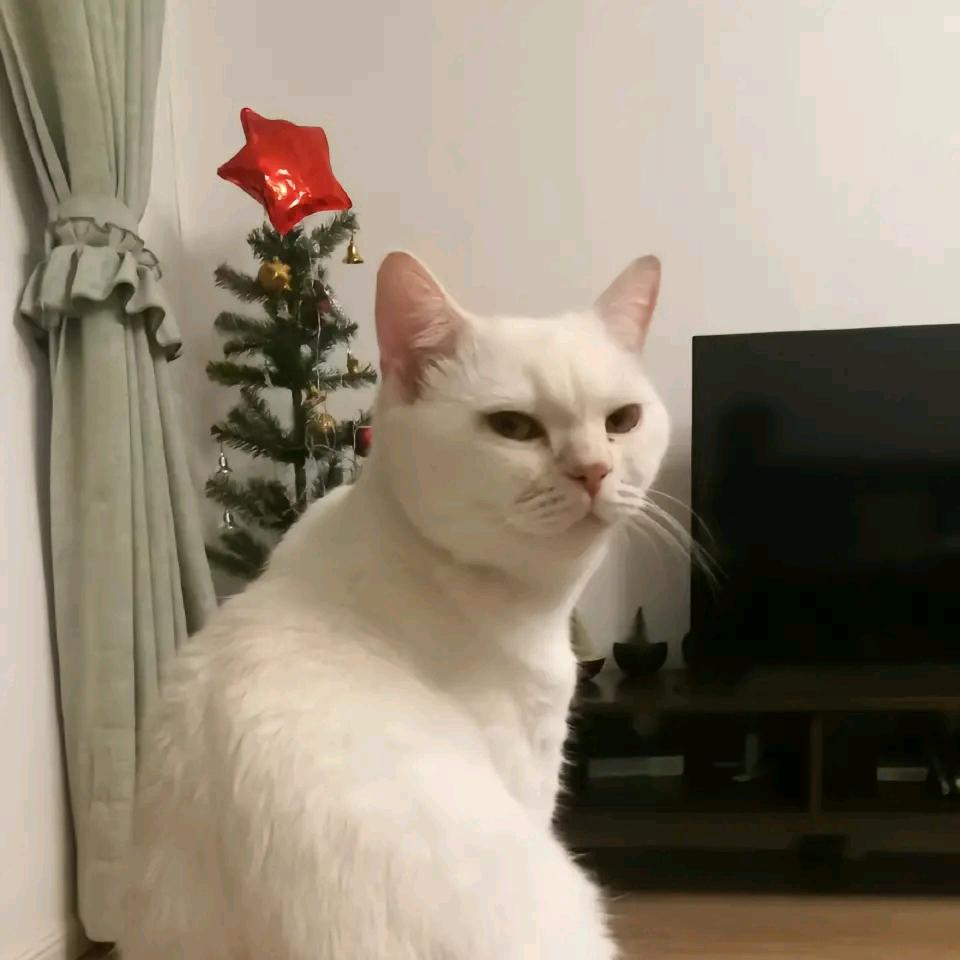 女婿的二狗不是狗