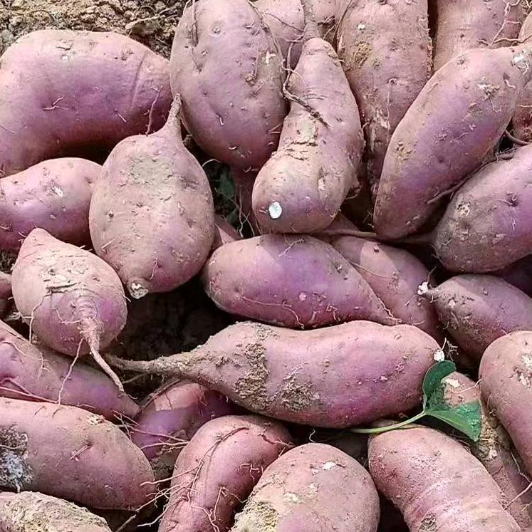 粉条，红薯，红薯苗