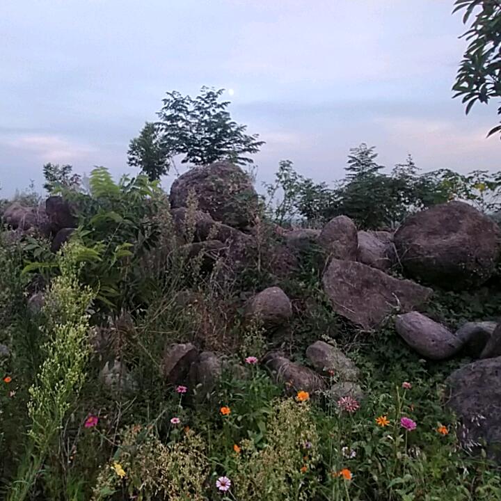 东方白