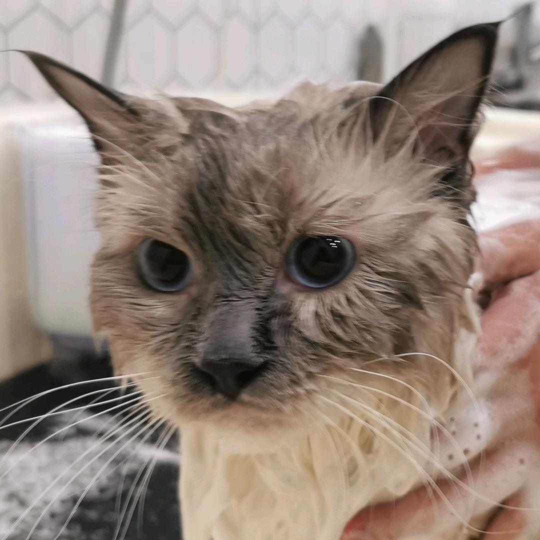 夏小晱是小黑脸