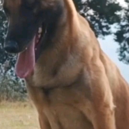 腾达马犬，犬舍，代训，