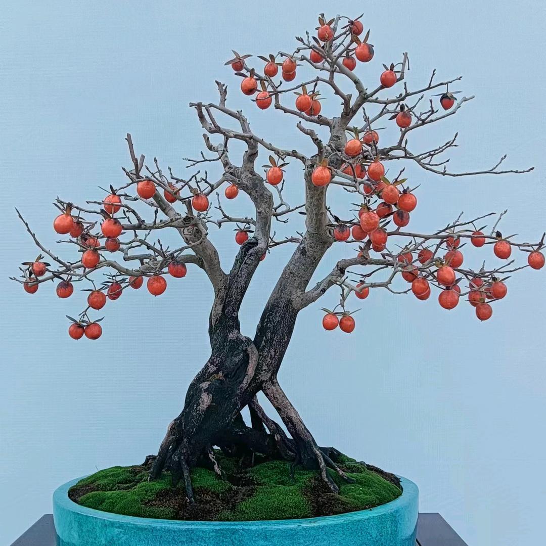 海天一线盆景（春花）