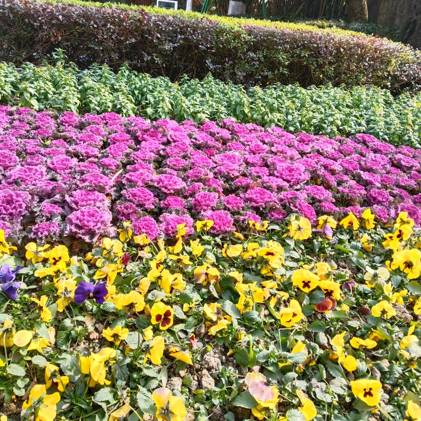 雨蝶恋花