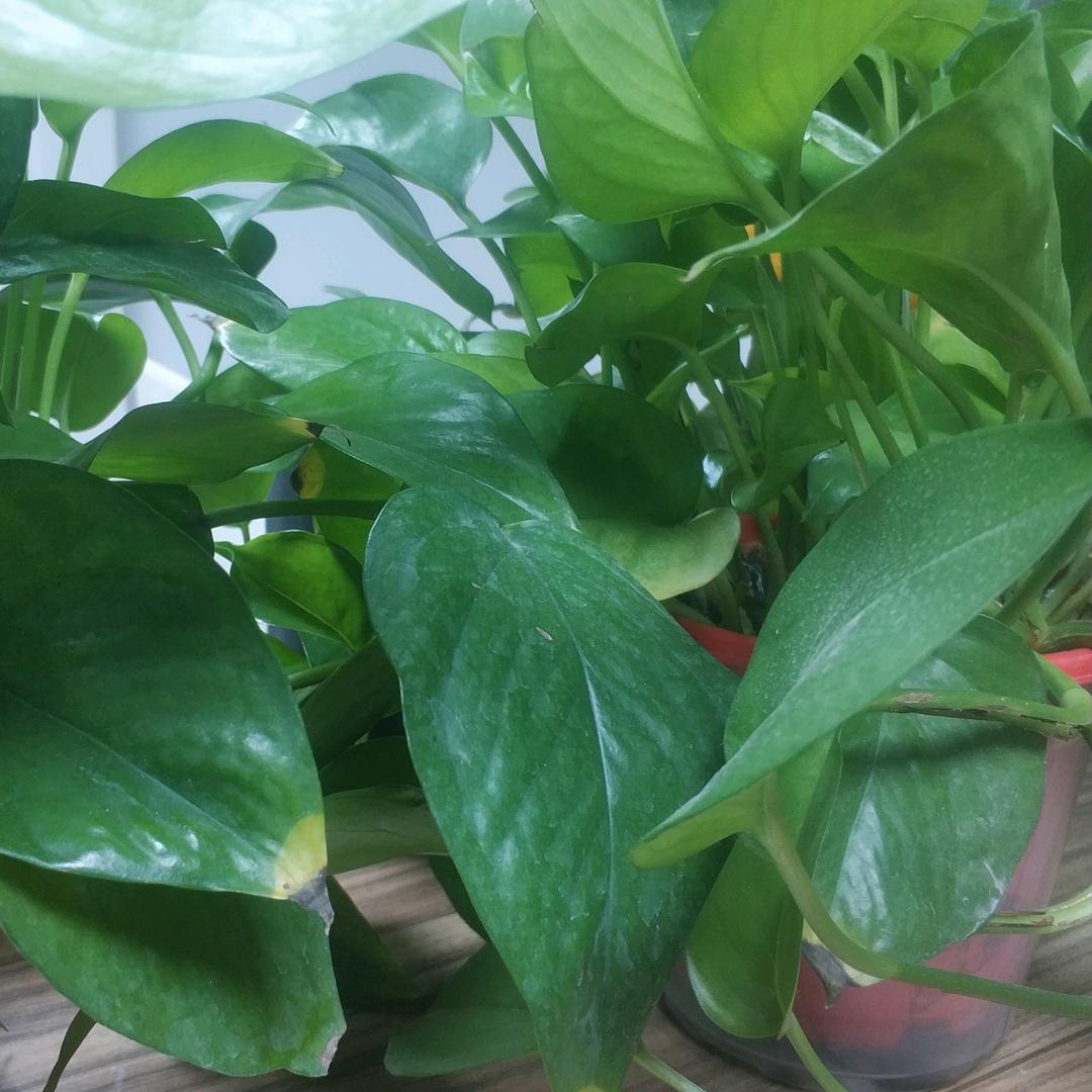 GTktv随心解压大合唱