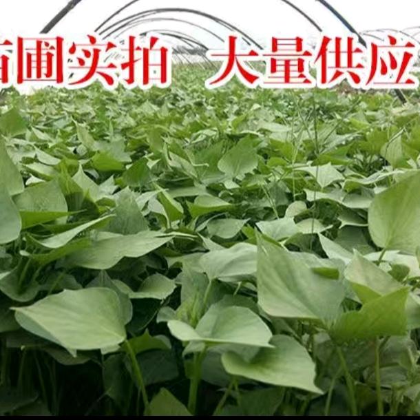 山东薯苗基地的头像