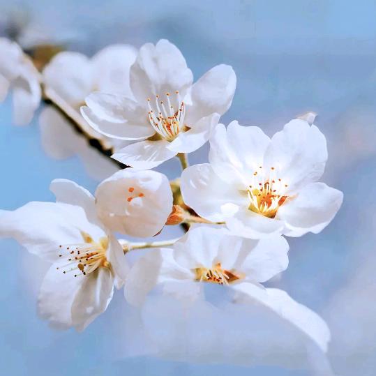 💞鲍米花💞
