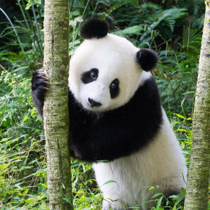 羊洋妍丽