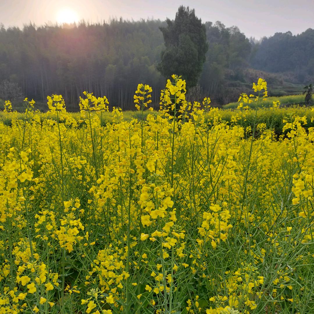 （☆珺哥哥☆）