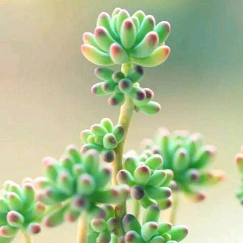 邢台初中数学李老师