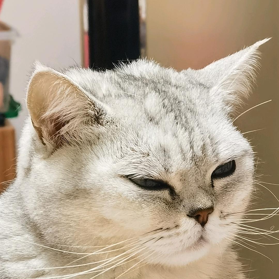 委员长不会认输