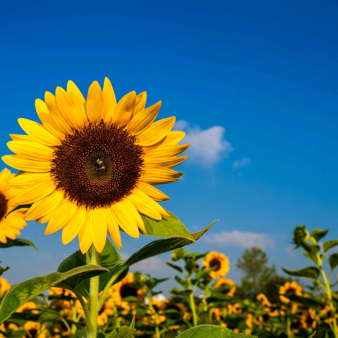 紫气环绕🍎🍎