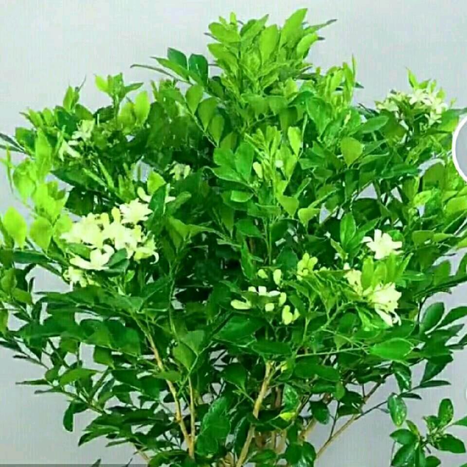 宇后的彩虹