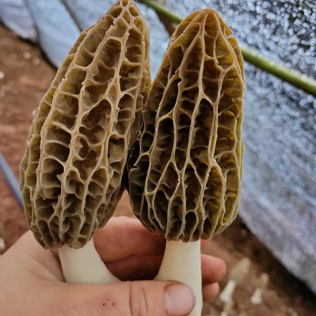 馨雅
